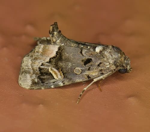 Black Wedge-spot