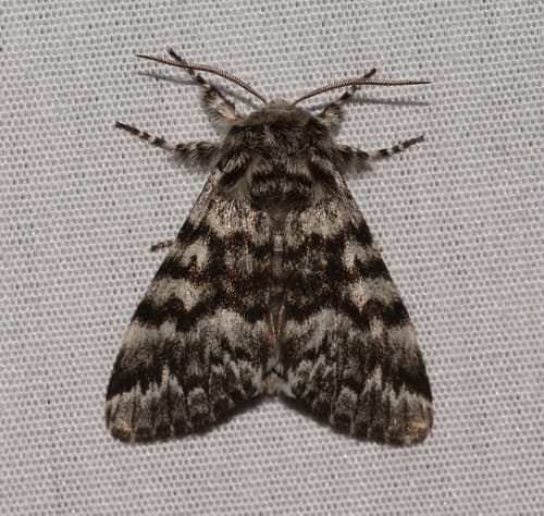 Black Zigzag Moth
