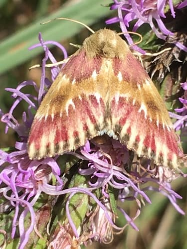 Bleeding Flower Moth