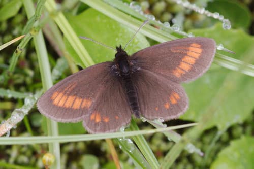 Blind Ringlet