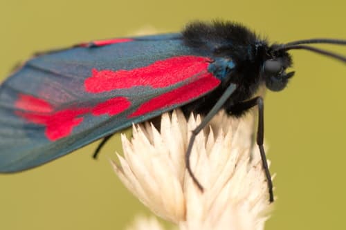 Blood Droplet Burnet