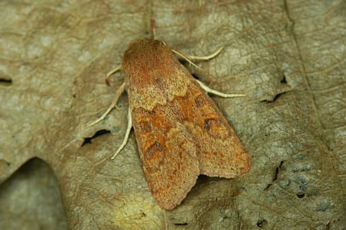 Blossom Underwing