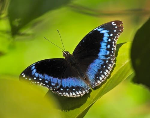 Blue-banded Eggfly
