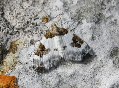 Blue-bordered Carpet