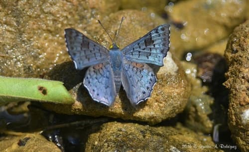Blue-gray Lasaia