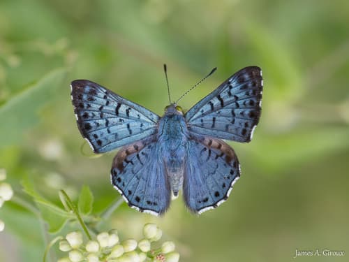 Blue Metalmark