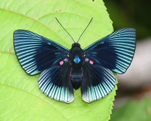 Blue-rayed Metalmark