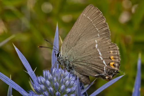 Blue-spot Hairstreak