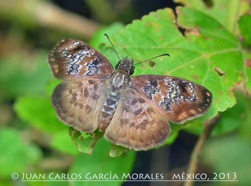 Blue-studded Skipper