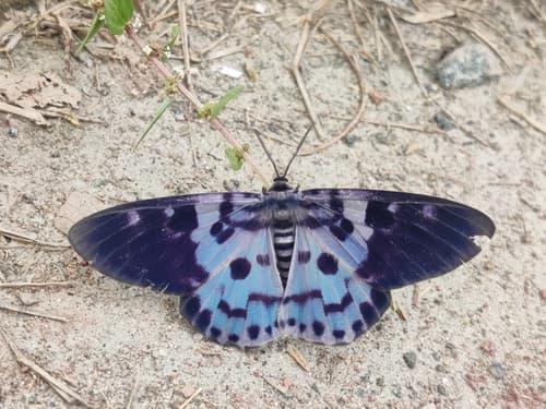 Blue Tiger Moth