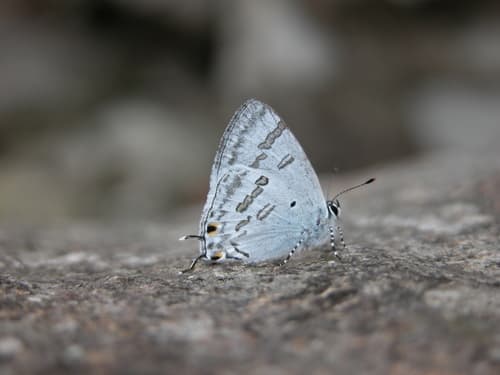 Eastern Tailed-Blue