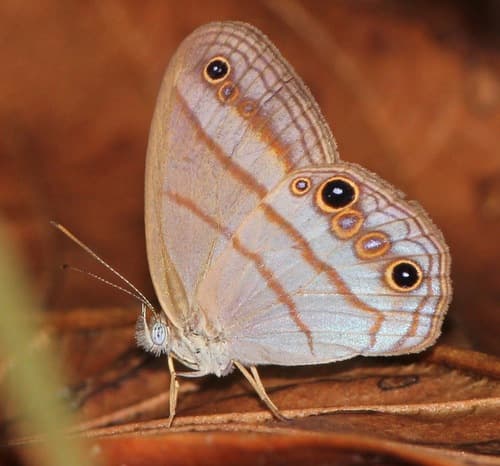 Blue-topped Satyr