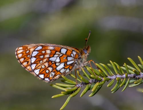 Bog Fritillary