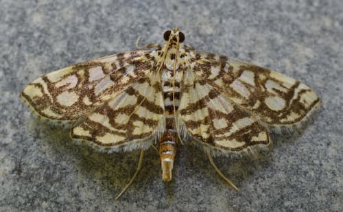 Bog Lygropia Moth