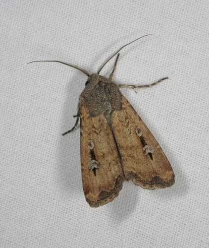 Bogong Moth