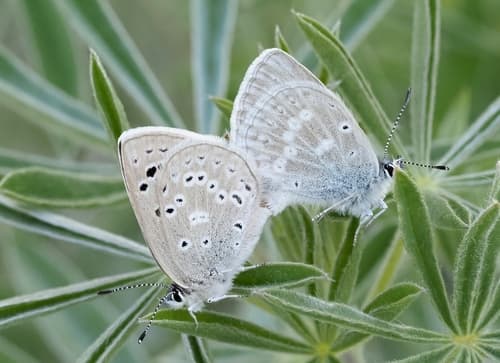 Boisduval's Blue
