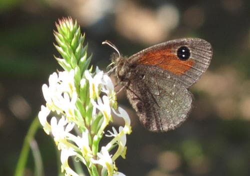 Meadow Brown