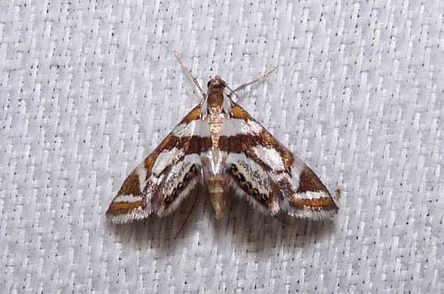 Bold Medicine Moth