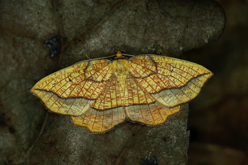 Bordered Beauty