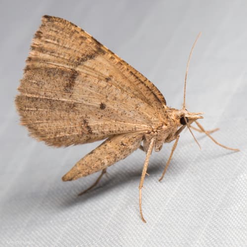 Bordered Fawn Moth