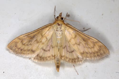 Bordered Pearl