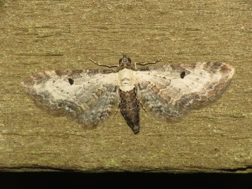 Bordered Pug