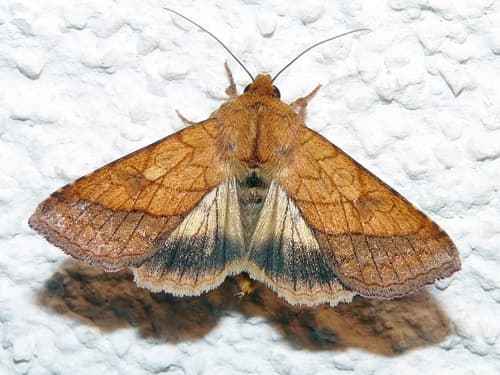 Bordered Sallow