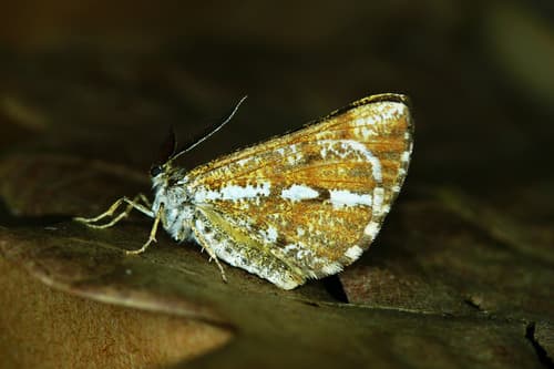 Bordered White