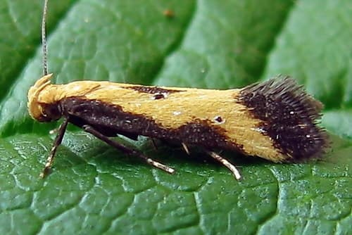 Brachmia dimidiella