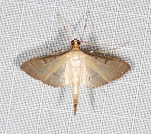 Bradina admixtalis