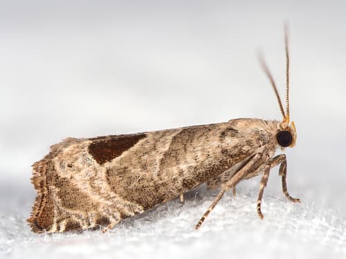 Bramble Shoot Moth