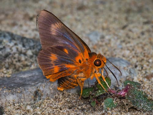 Branded Orange Awlet
