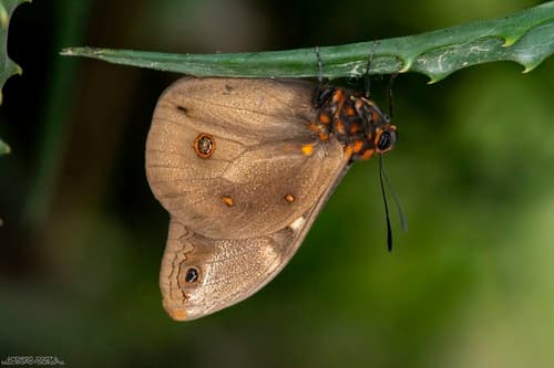 Astyra Owl Butterfly