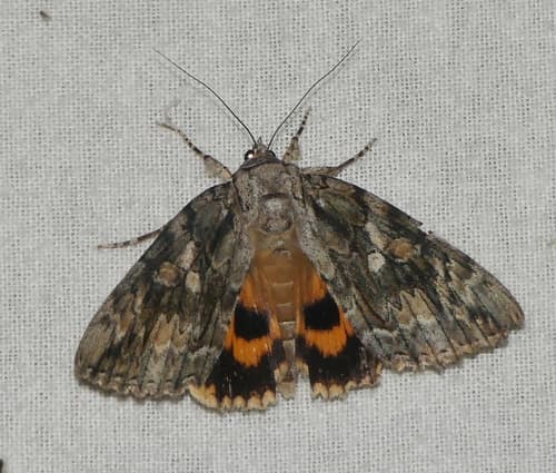 Bride Underwing