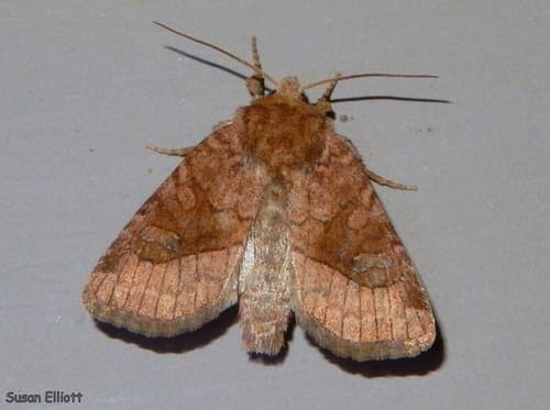 Bridled Arches Moth