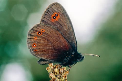 Bright Eyed Ringlet