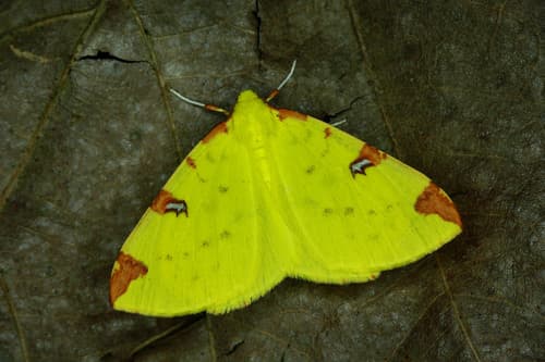 Brimstone Moth