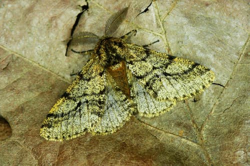 Brindled Beauty Moth