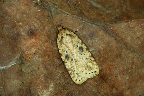 Brindled Flat-body
