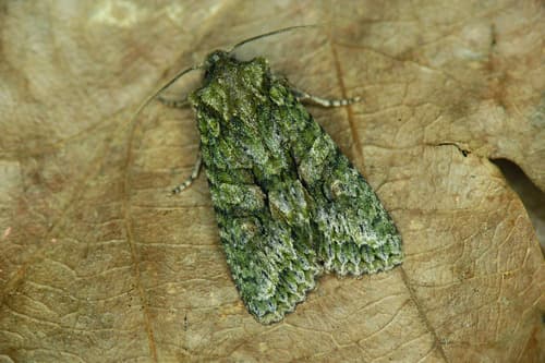 Brindled Green