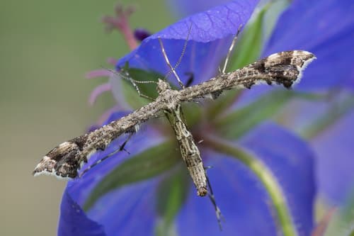 Brindled Plume-moth