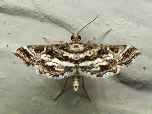 Brindled Shawl Moth