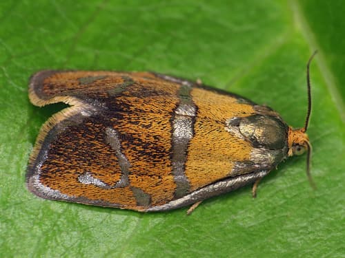 Brindled Tortrix