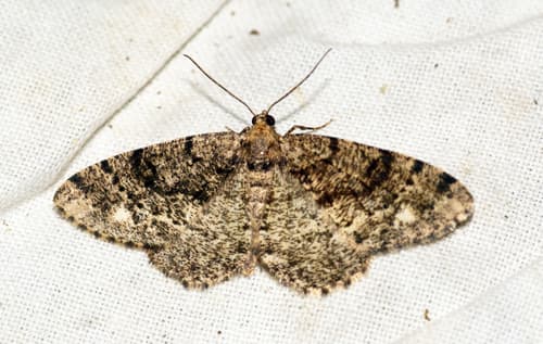 Brindled White-spot