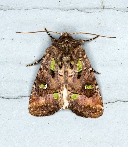 Bristly Cutworm Moth