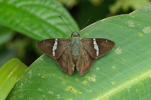 Broad Banded-Skipper