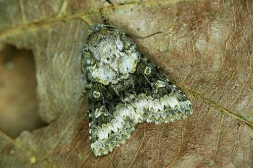 Broad-barred White