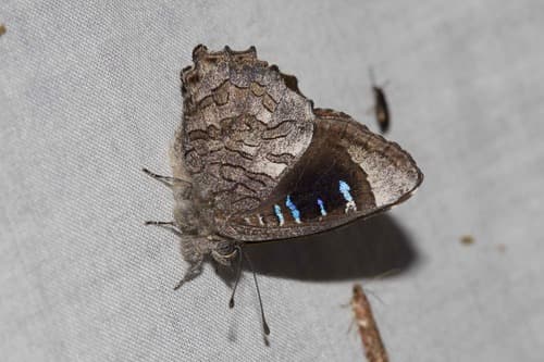 Broad-margined Azure