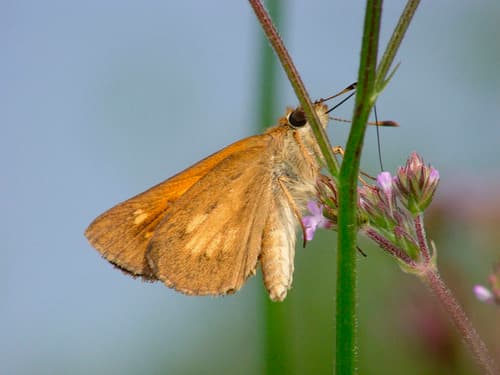 Broad-winged Skipper