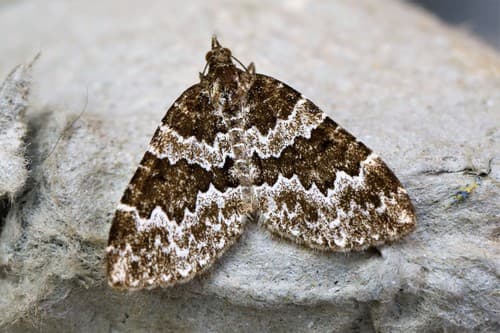 Broken-barred Carpet